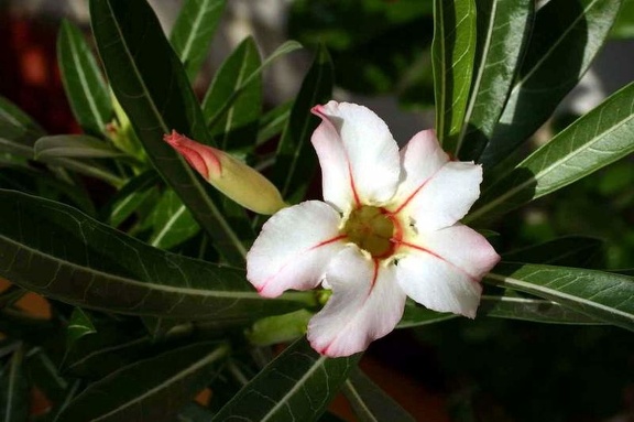 Adenium cv Garden Of Falling Star