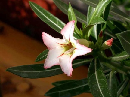 Adenium cv Garden Of Falling Star 2