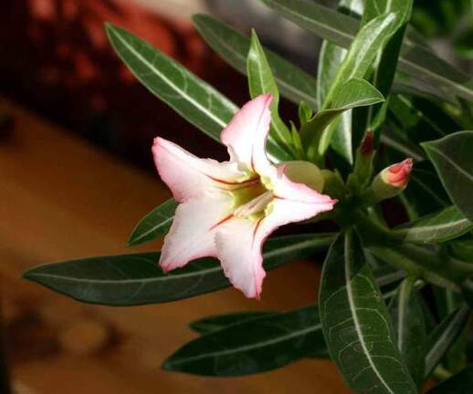 Adenium cv Garden Of Falling Star 2