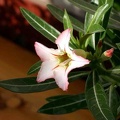 Adenium cv Garden Of Falling Star 2