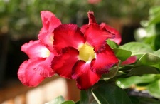 Adenium cv Mini Red