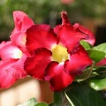 Adenium cv Mini Red