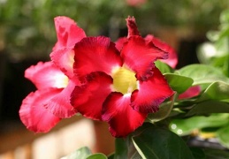 Adenium cv Mini Red