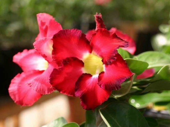 Adenium cv Mini Red