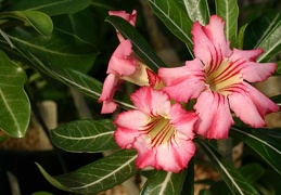 Adenium cv Net Line Star
