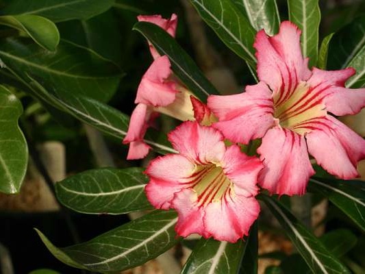 Adenium cv Net Line Star