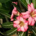Adenium cv Net Line Star
