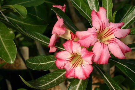 Adenium cv Net Line Star