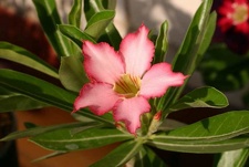 Adenium cv Noble