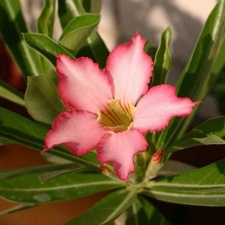 Adenium cv Noble