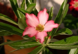 Adenium cv Noble