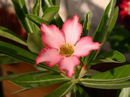 Adenium cv Noble