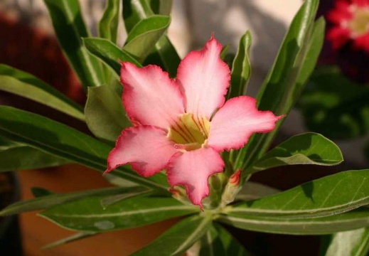 Adenium cv Noble