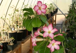 Adenium cv Pink