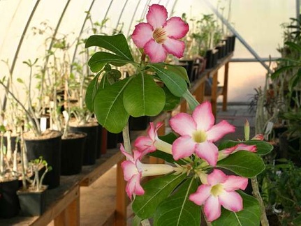 Adenium cv Pink