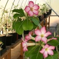 Adenium cv Pink