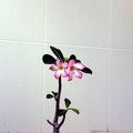 Adenium cv Pink 1