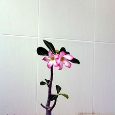 Adenium cv Pink 1