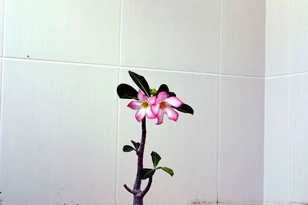 Adenium cv Pink 1