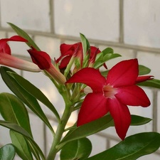 Adenium cv Prominent