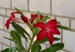 Adenium cv Prominent