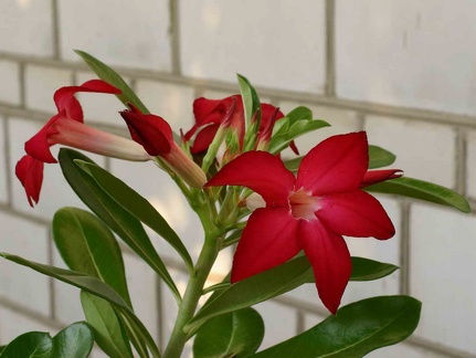 Adenium cv Prominent
