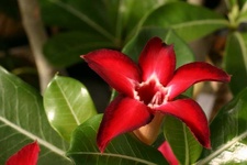 Adenium cv Small Red Plum 1