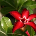 Adenium cv Small Red Plum 1