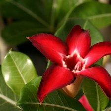 Adenium cv Small Red Plum 1