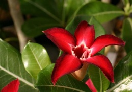 Adenium cv Small Red Plum 1
