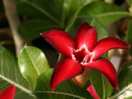 Adenium cv Small Red Plum 1