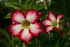 Adenium cv Super Big Chubiness