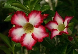 Adenium cv Super Big Chubiness