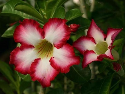 Adenium cv Super Big Chubiness
