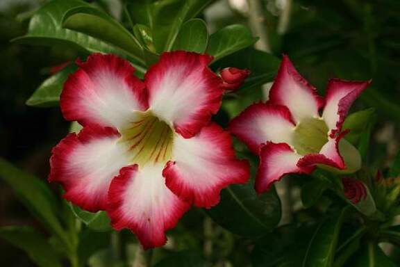 Adenium cv Super Big Chubiness