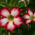 Adenium cv Super Big Chubiness
