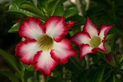Adenium cv Super Big Chubiness