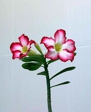 Adenium cv Super Big Chubiness 1