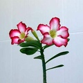 Adenium cv Super Big Chubiness 1