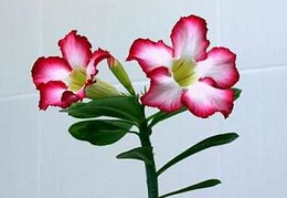 Adenium cv Super Big Chubiness 1