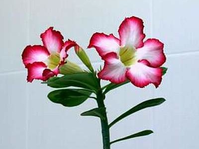 Adenium cv Super Big Chubiness 1