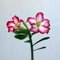 Adenium_cv_Super_Big_Chubiness_1.jpg