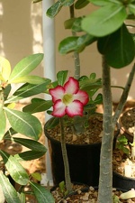 Adenium cv Super Big Chubiness 2