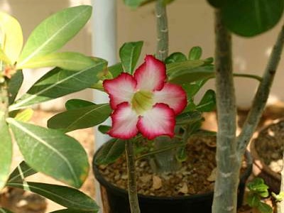 Adenium cv Super Big Chubiness 2