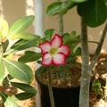 Adenium cv Super Big Chubiness 2