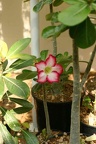 Adenium cv Super Big Chubiness 2