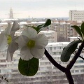 Adenium cv Super Perfume