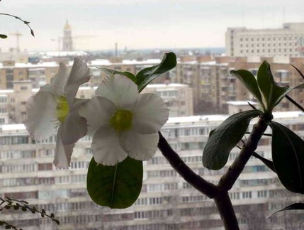 Adenium cv Super Perfume