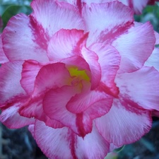 Adenium cv Triple Amazing 1