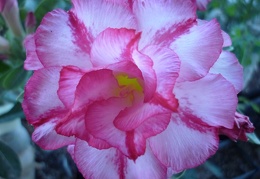 Adenium cv Triple Amazing 1